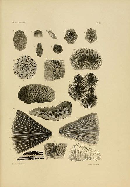 N W Scientific Illustration Biology Art Scientific Drawing