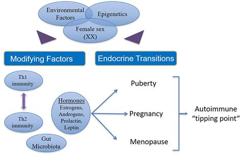 Frontiers Autoimmune Disease In Women Endocrine Transition And Risk