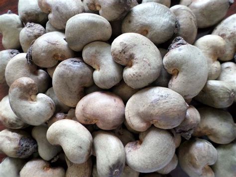 Benin Raw Cashew Nut At Best Price In Bikaner ID 991310 NaMo India