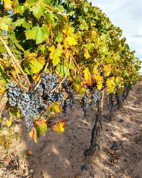 8 BEST Mendoza Wine Tours for First Timers (2025!) - Destinationless Travel