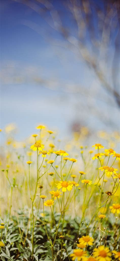 Spring Flower Fields Wallpapers Top Free Spring Flower Fields