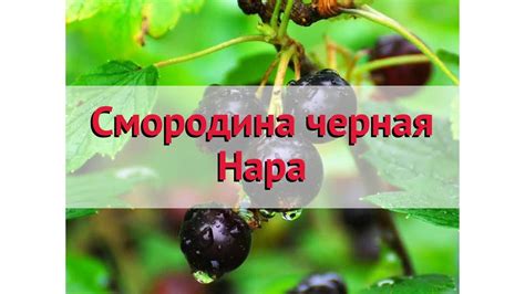 Смородина черная Нара 🌿 Обзор: посадка и уход. крупномеры смородины ...