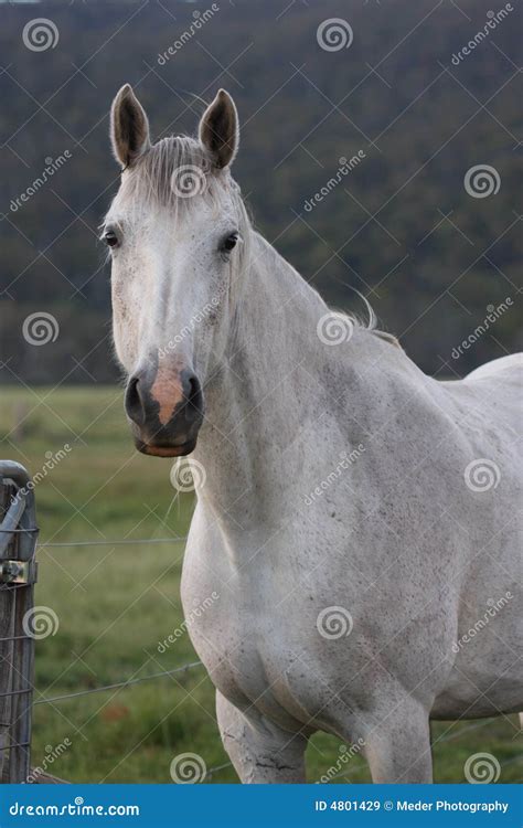 Snowy Mountain Horses stock image. Image of green, domesticated - 4801429