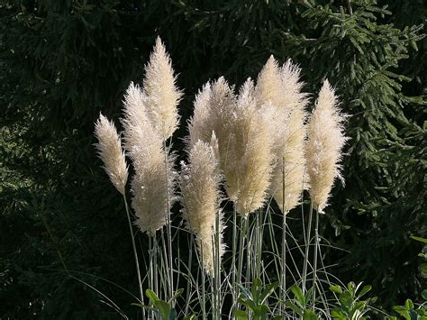 Pampas Grass Flowers White Free Photo On Pixabay Pixabay