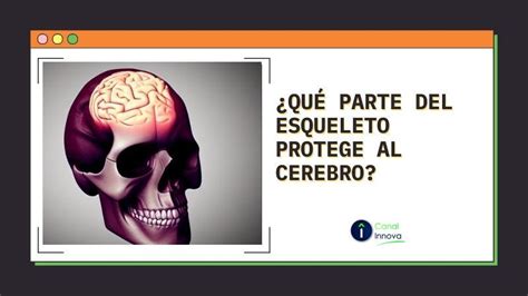 Qu Parte Del Esqueleto Protege Al Cerebro Canal Innova