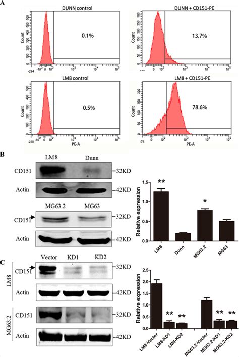 Cd151 Protein Expression In Osteosarcoma Cell Lines A Detection Of