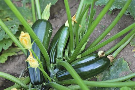 Plantation Courgette