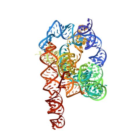 Rcsb Pdb 7ycg Cryo Em Structure Of Tetrahymena Ribozyme Conformation