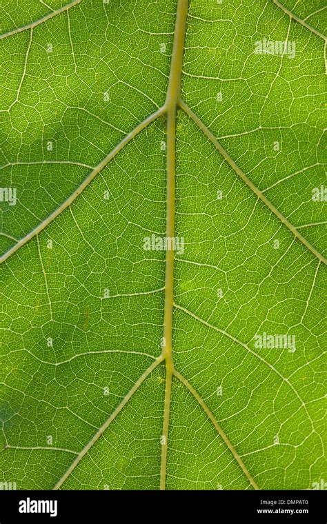 Cerca del verde del Norte campeón de roble rojo Quercus rubra