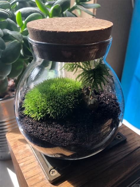 Mini Terrarium With Cork Lid Moss Terrarium With Cork Etsy