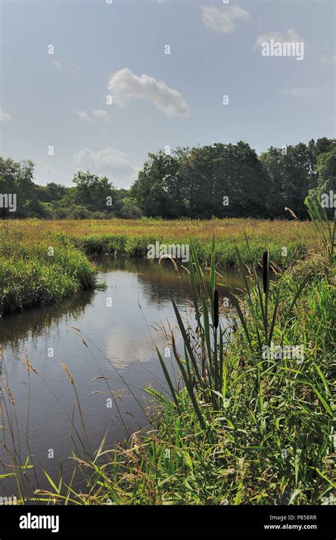 Typical Dutch Landscape Stock Photo Alamy