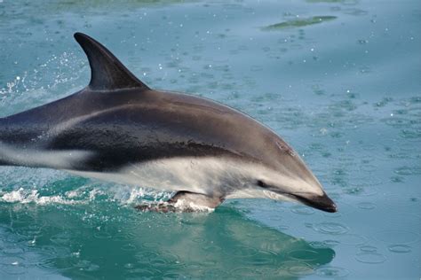 Dusky Dolphin Facts - CRITTERFACTS