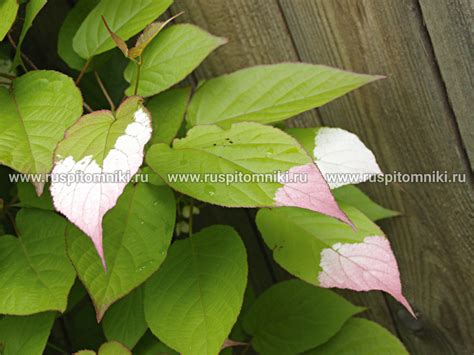 Актинидия коломикта