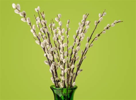 Premium Photo Willow Bouquet With Pussy Willows Over Green