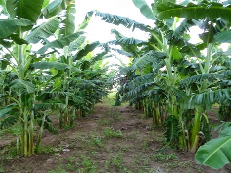 Plantacao De Bananas Madeira