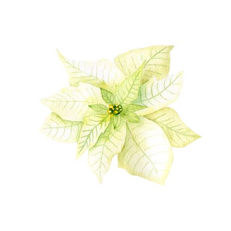 star flower 7
