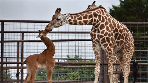 Spotless giraffe name to be announced on NBC Today Show on WCYB