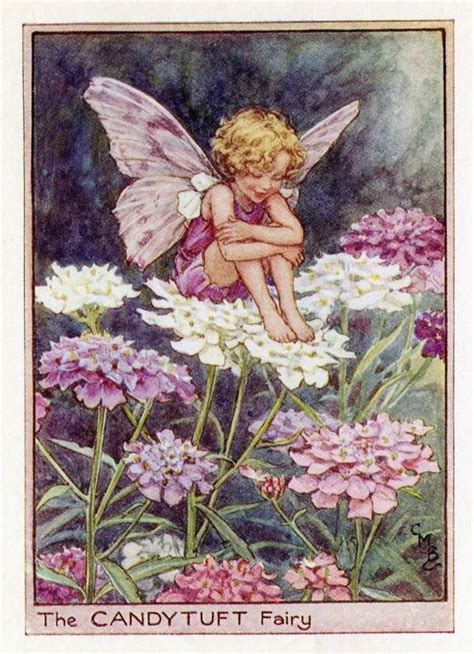 Candytuft Flower Fairy Vintage Print 1950s Cicely Mary Etsy Fairy