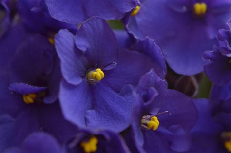 Gu A Para Cultivar Violetas Africanas A Partir De Semillas