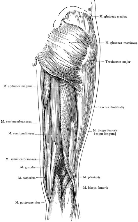 Posterior View of the Superficial Muscles of the Thigh | ClipArt ETC