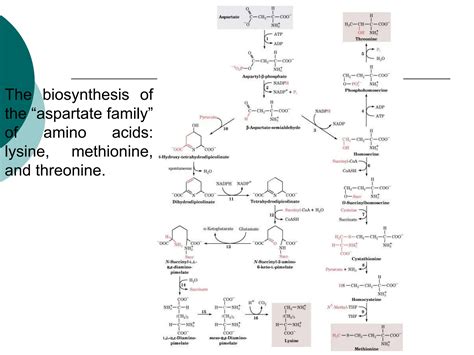 Amino acid synthesis IN living organisms | PPT