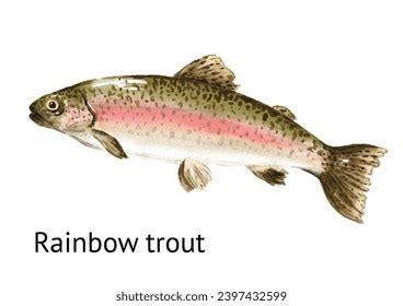 Rainbow Trout Royalty Free Images Stock Photos Pictures Shutterstock