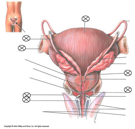 Male Genitals Part Diagram Quizlet