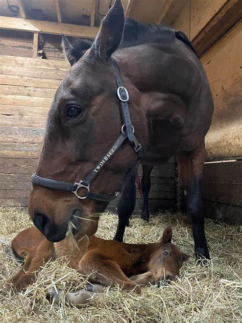 Transfer Of Prince Edward Island Breeders Award For Mares Purchased In