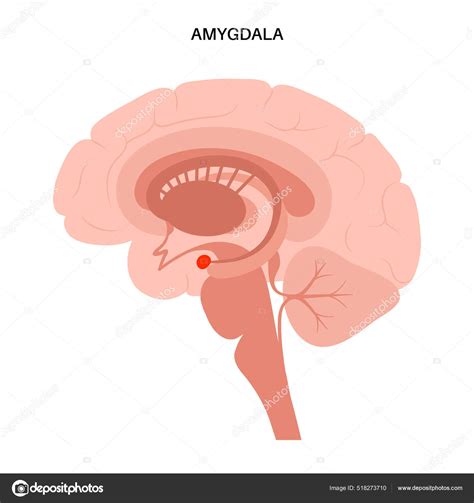 Anatomie de l amygdale cérébrale image vectorielle par Pikovit