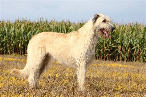 Irish Wolfhound Dog Breed Information – All You Need To Know | Dog ...