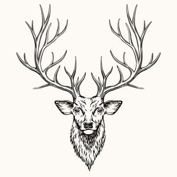 Reindeer Antlers Drawing