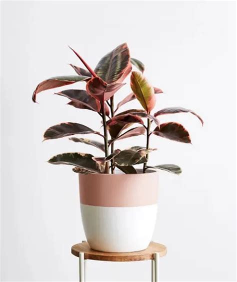 32 Pretty Pink Houseplants | Best Pink Indoor Plants