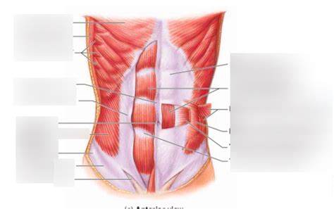 abdominal wall muscles Diagram | Quizlet