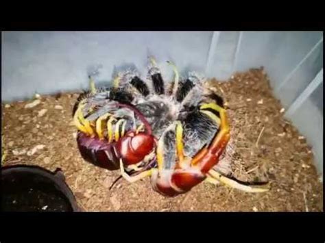 Centipede Vs Tarantula YouTube