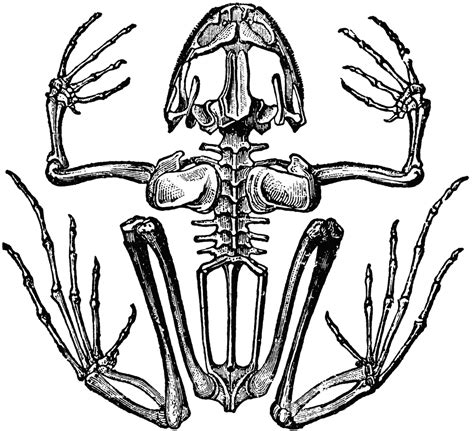 Skeleton of a Frog | ClipArt ETC