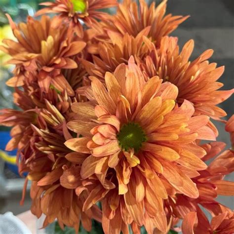 Bronze Daisy Spray Mums Florabundance Wholesale Flowers