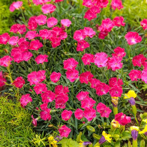 Perennial Pink Dianthus Vivid Bright Light Landscape Alaska