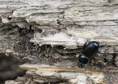 Horned Passalus Beetle At Sequoyah Nwr Mia Mcpherson S On The Wing Photography