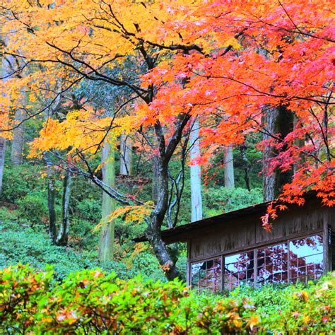 大興善寺の写真（大興善寺 佐賀秋には紅葉が美しい山寺。杉木立、桧、銀） ｜ トリップノート