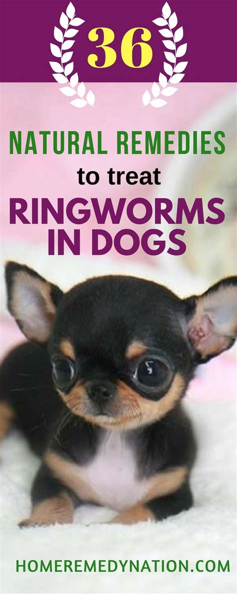 How To Treat Ringworm In Dogs At Home - HOMEPAF