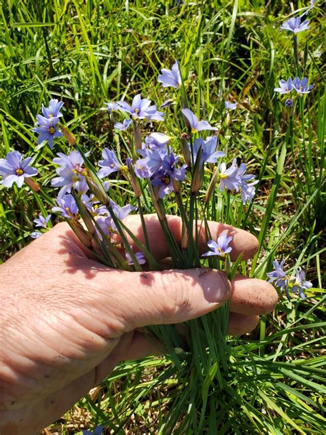 Blue Eyed Grasses From Chambers County TX USA On March 22 2024 At 03