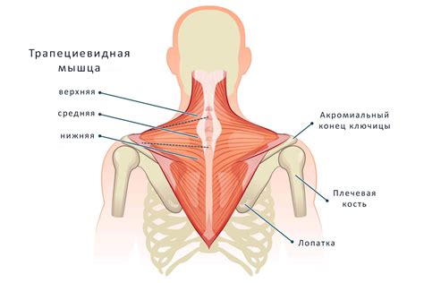 Трапециевидная мышца — стратегия тренировок и лучшие упражнения
