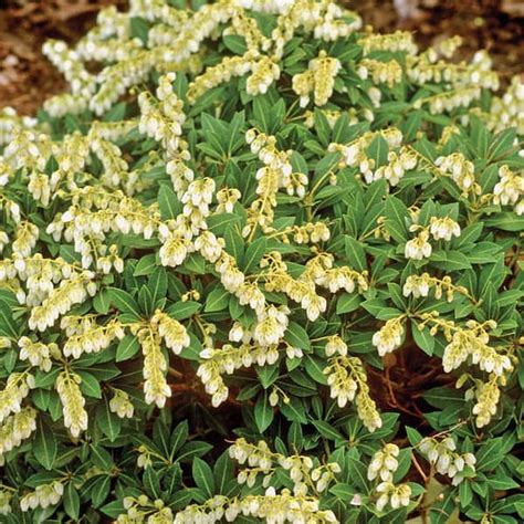 115 In Pieris Japanese Andromeda Cavatine Shrub With White Flowers 3