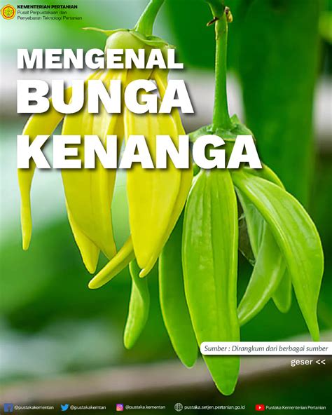 Mengenal Bunga Kenanga