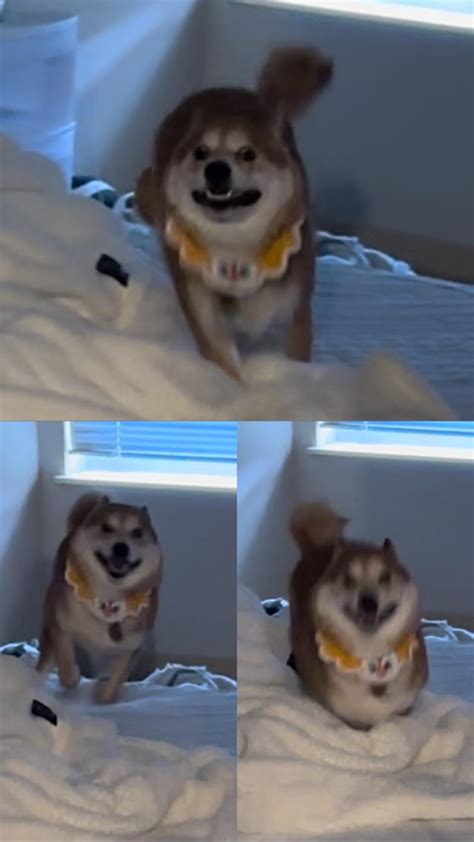 Meme shiba inu : r/shiba