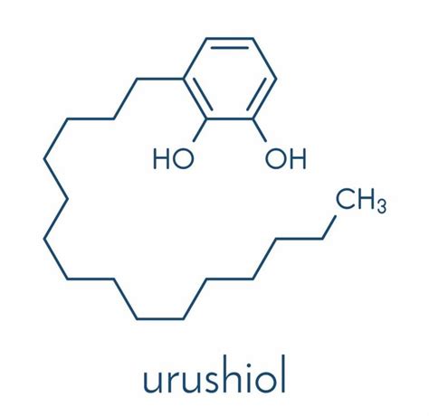 What is Urushiol? Urushiol is a powerful organic oil made up of many ...