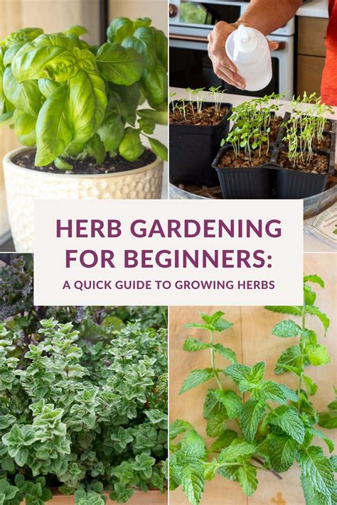 Herb Gardening For Beginners Guide To Growing Herbs