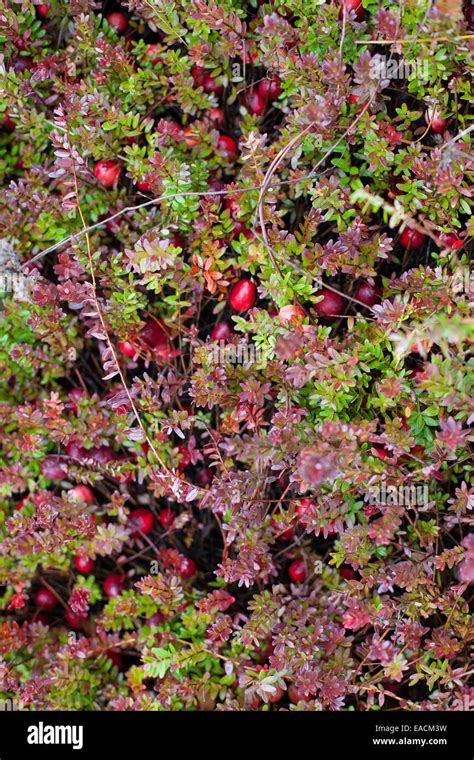 Wild Cranberry Bush