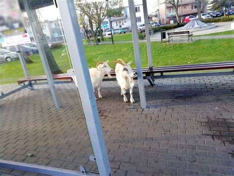 Na przystanku w centrum stały kozy Wyglądały jakby czekały na autobus