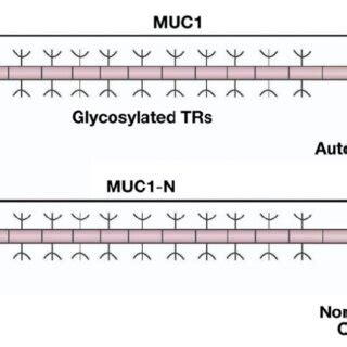 Muc Evolved From Muc B And Hspg The Secreted Muc Muc Muc Ac And